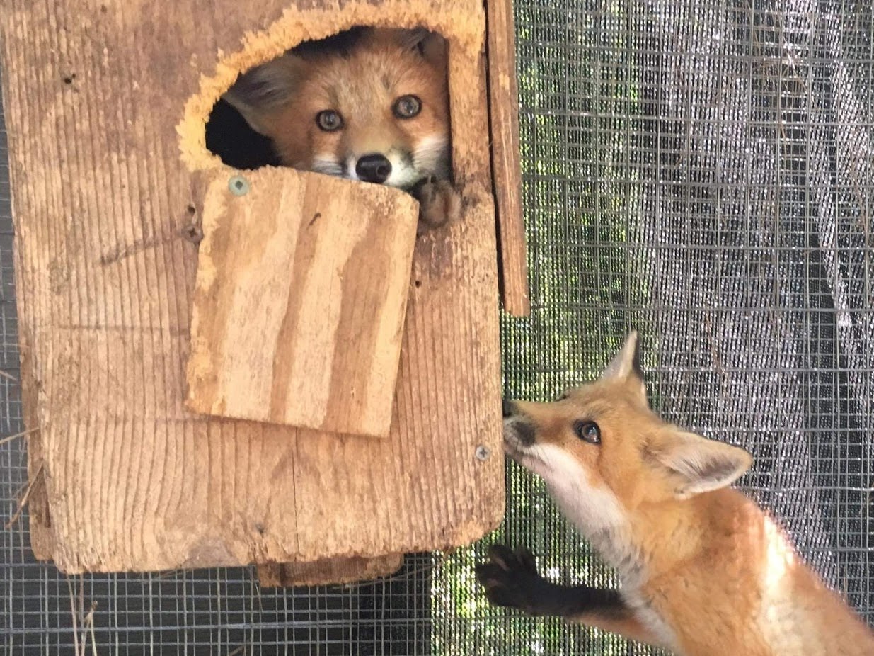 foxes playing