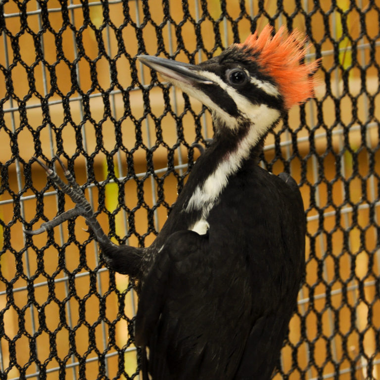 How to Help an Injured Animal – AWARE Wildlife Center