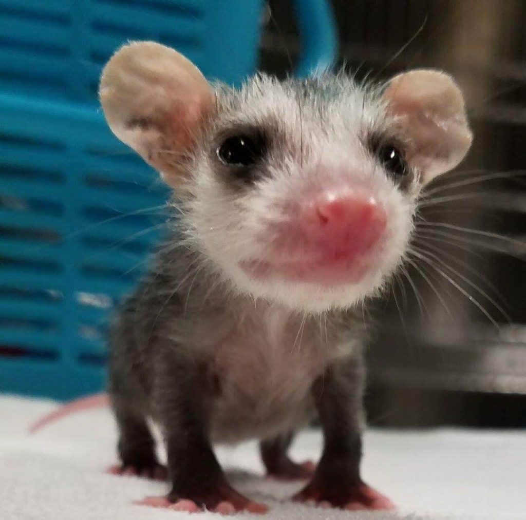 This possum knows how to strike a pose, but he's too small and young to make it on his own.