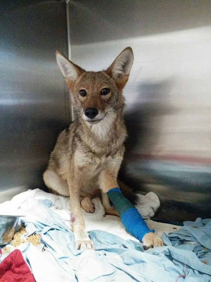 The coyote after several weeks of progress and therapy.