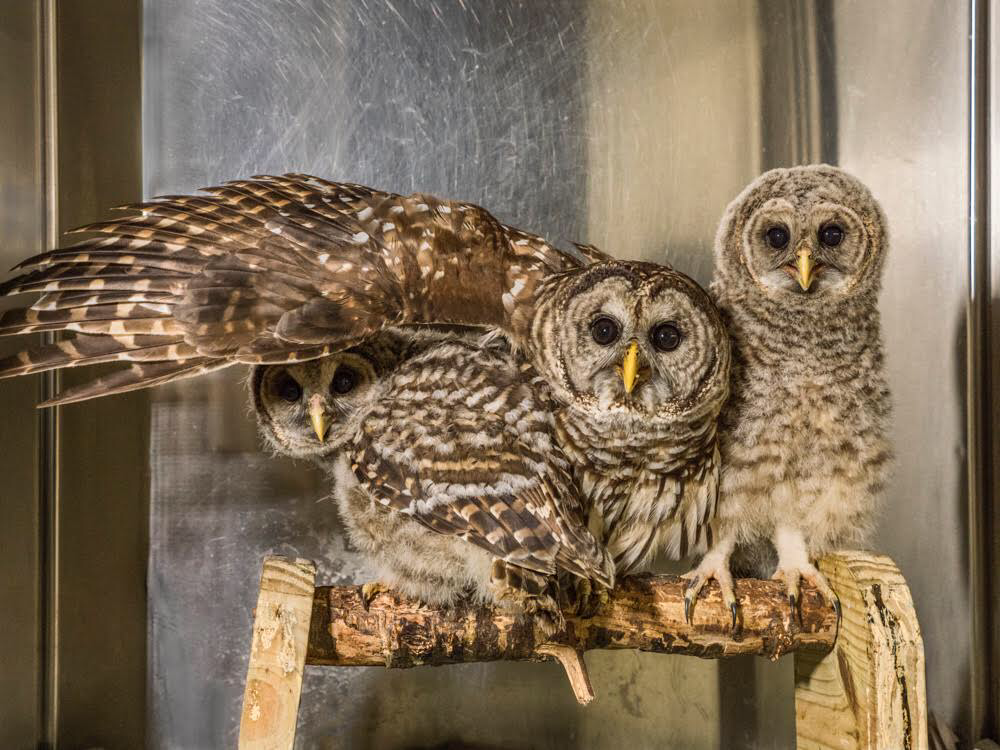 three owls on a perch