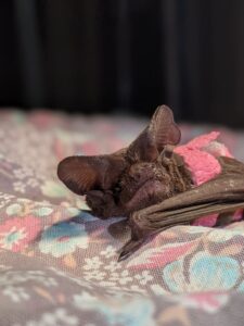 Bats are cute, don't let 'em tell you otherwise