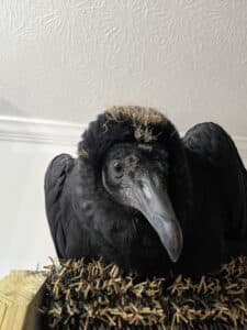 Beloved black vulture with a tiny fringe of baby plumage left on top