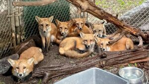 Family of orphaned red foxes