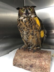 Great Horned Owl recovering from a wing fracture and thrilled to be photographed