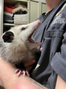Opossum patient in good hands