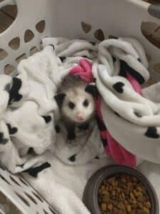 Opossum patient looking adorable
