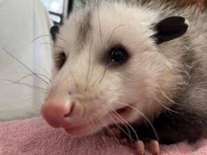 An opossum recovering from being struck by a vehicle.