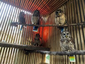 Five barred owls, each recovering from injury, in one of our flight enclosures.