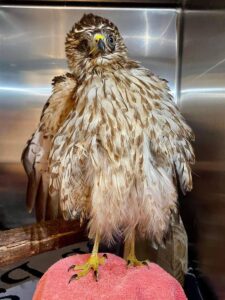 A juvenile hawk with an injured eye