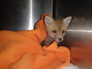 Orphaned red fox