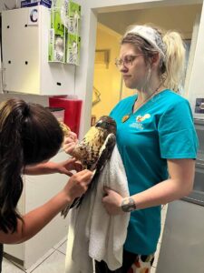 Volunteer Kenzie restrains a hawk for examination
