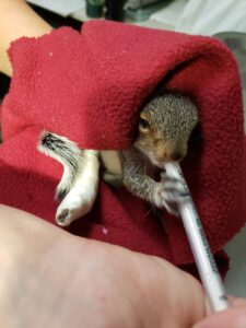 Orphan squirrel enjoys liquid breakfast
