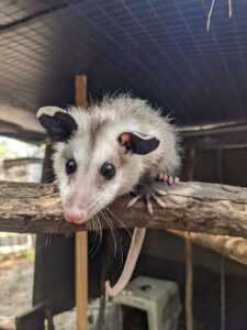A young opossum shortly after moving to an outdoor enclosure