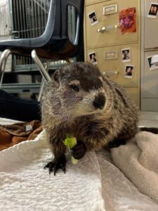 Diggy Stardust, a rescued groundhog hit by a vehicle, became our newest ambassador in 2022.
