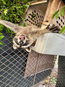 An orphaned raccoon loving life in an outdoor enclosure, hanging from the ceiling