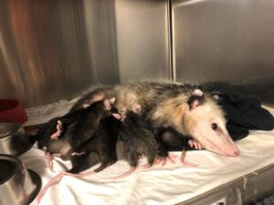 A mother opossum, recovering from being struck by a vehicle, with her babies