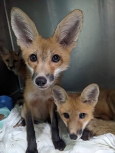 Closeup of young red foxes