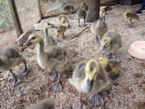 A gaggle of waterfowl babies, growing up