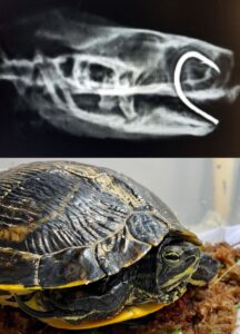 Top - X-ray of a slider impaled by a discarded fishing hook; Bottom - the slider on the road to recovery