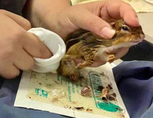 Separating a young chipmunk from a glue trap