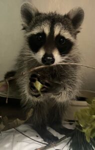 An orphaned racoon in our care