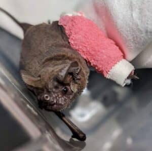 This bat got a splint for his broken wing.