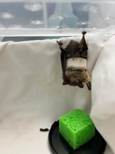 This bat is just hanging out!