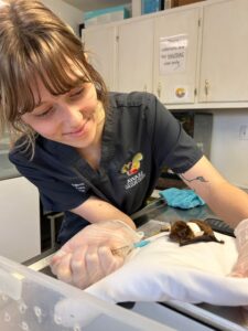 Staffer Jordan is feeding this bat patient Pedialyte.
