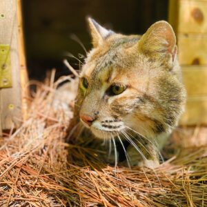 Ambassador bobcat Savannah