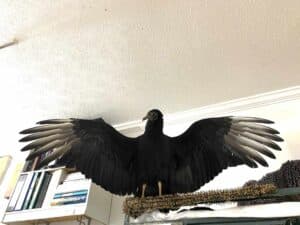 Ambassador black vulture Carrie spreads his wings.