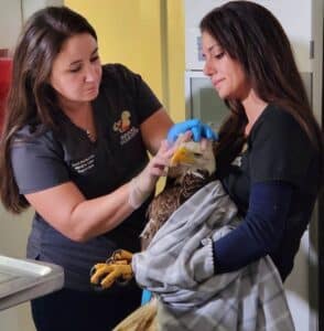 Our bald eagle patient getting medication for his injured eye.