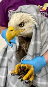 A closeup of our bald eagle patient.