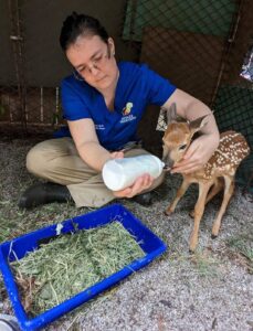 2023 Michael Ellis Award recipient Lindsay Hyatt feeding an orphaned fawn.
