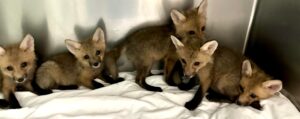 Orphaned red foxes playing in an indoor enclosure.