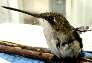 Closeup of a hummingbird patient.