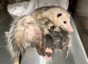 This adult opossum came in with no babies in her pouch. Sometime after intake, her babies were born and we discovered them in her pouch!