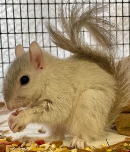 This unuisual white squirrel was a favorite of the volunteers.