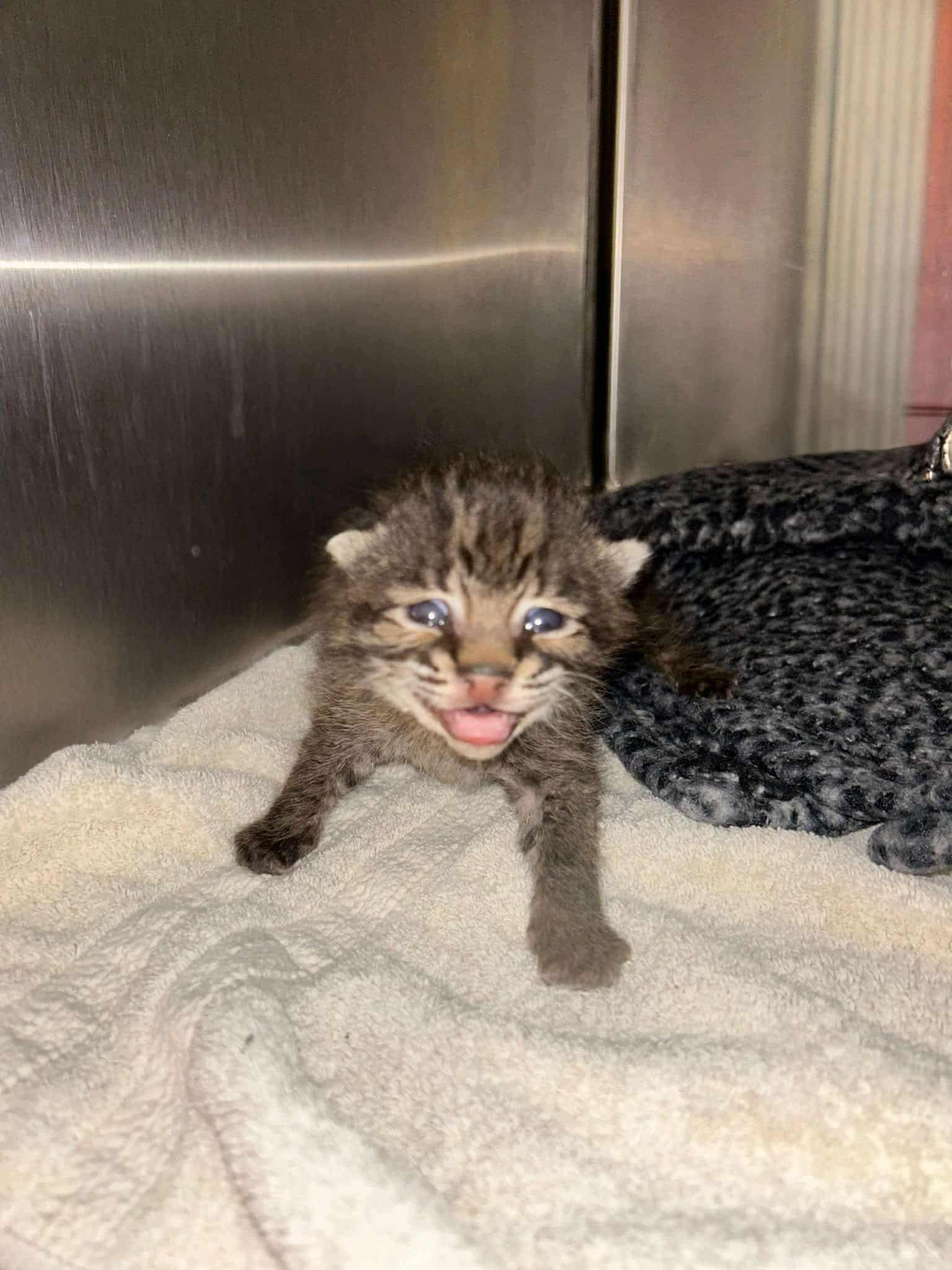 Orphaned baby bobcat